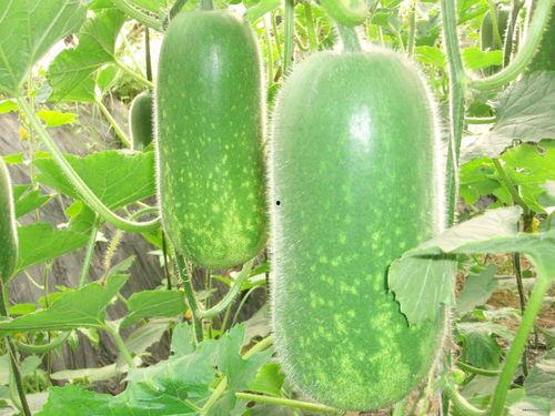 每日吃瓜大赛入口,揭秘娱乐圈幕后风云 每日吃瓜大赛入口,揭秘娱乐圈幕后风云